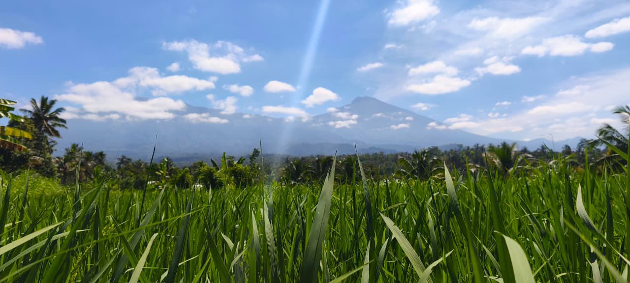 Tetebatu Black Monkey Forest, Rice Terrace, and Waterfall